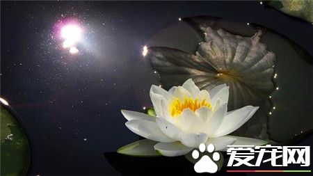 睡莲是怎么传播种子的方式,睡莲的种子是靠什么来传播的