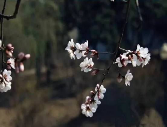 桃花季｜今天的沈阳，桃花开了，春风十里，挑一天走起……