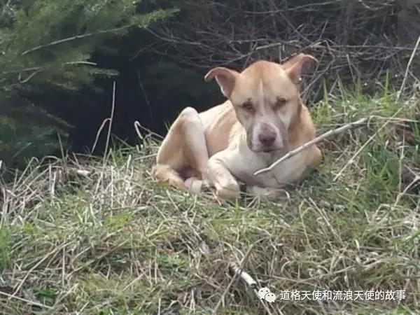 危急时刻狗狗的这个举动救了同伴,用坚毅的目光直视狗能吓退它吗