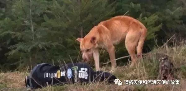 危急时刻狗狗的这个举动救了同伴,用坚毅的目光直视狗能吓退它吗