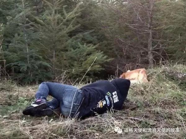 危急时刻狗狗的这个举动救了同伴,用坚毅的目光直视狗能吓退它吗
