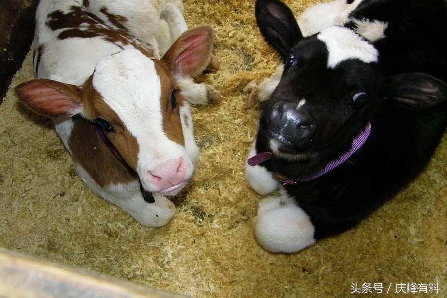 犊牛成活率提升项目简介,犊牛出生后如何管理成活率更高