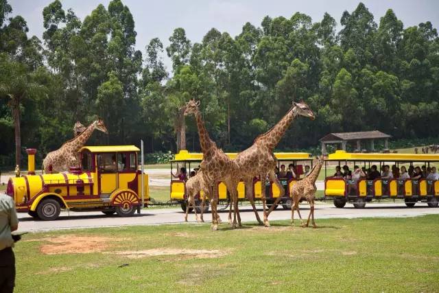 广州长隆野生动物园真实评价,广州长隆野生动物园讲解动物