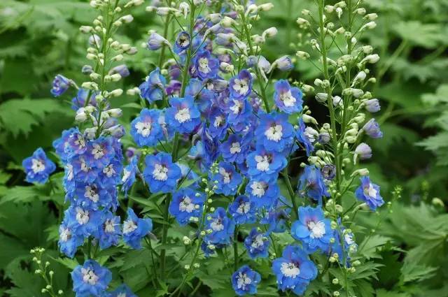 眼睛花了？这种花竟然酷似纷飞的“云雀”？