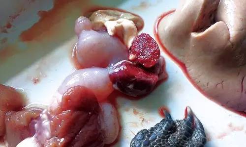 龟败血症,龟得败血症一般是什么感染引起