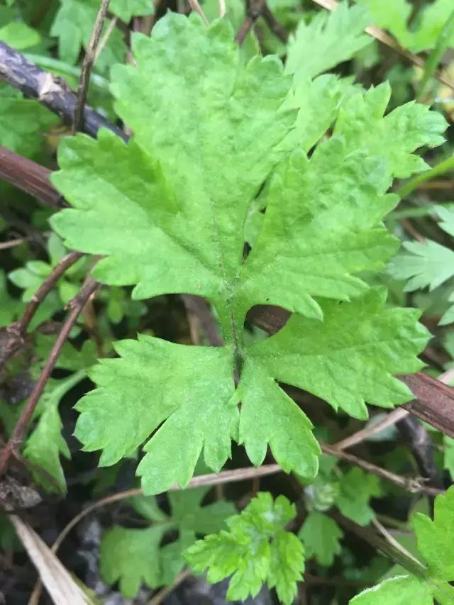 紫茎小叶灵艾,紫茎小叶灵艾图片