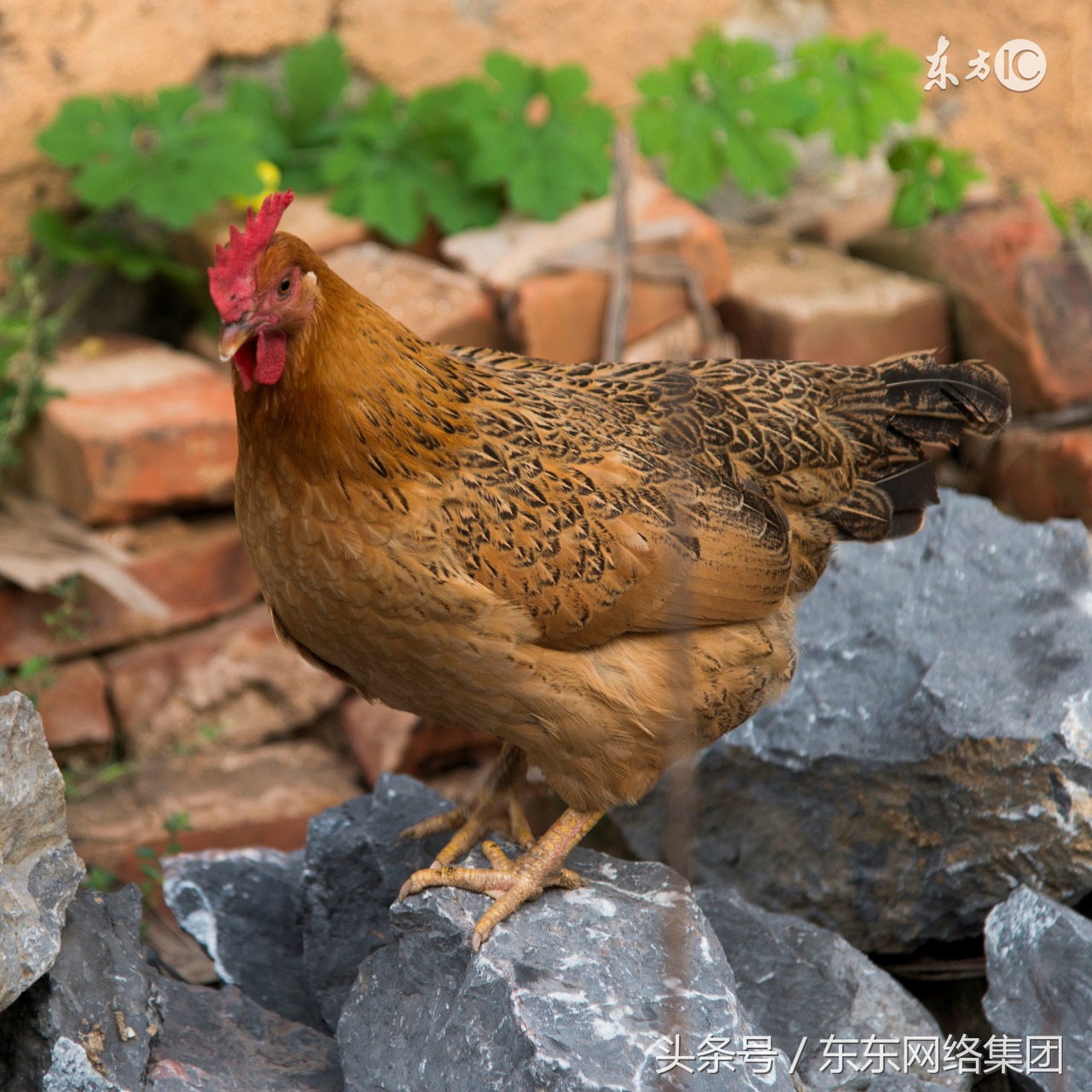 鸡舍消毒操作方法,养鸡场鸡舍用什么消毒