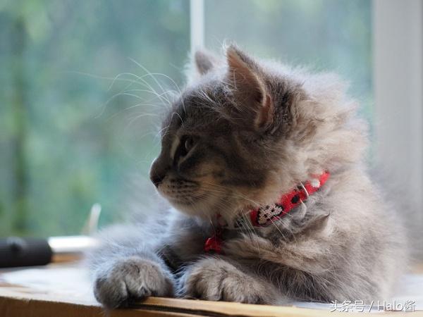 对猫咪过敏怎么办最简单的方法,猫奴观复猫的技巧