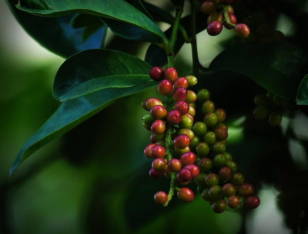 自投500万他为120家基地搭中草药电商平台一物一码全程溯源