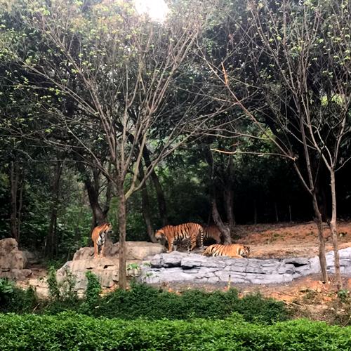 带你玩转长隆动物园,一天玩转长隆欢乐世界和动物园