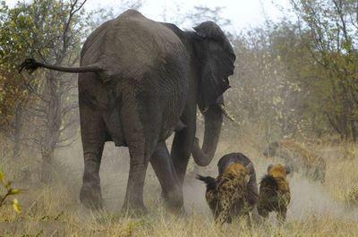最厉害的食肉动物族群斑鬣狗,非洲斑鬣狗花豹