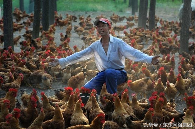 养鸡呼吸道感染怎么治,鸡得了白色念珠菌怎么治
