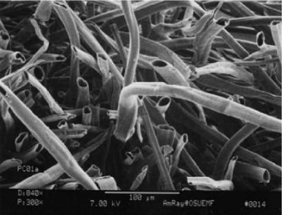 杨柳絮有哪些缺点不足及危害,杨柳絮是怎么造成的