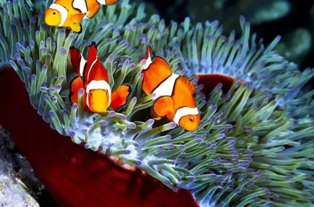 世界最美的四大海,世界最美十大海排名