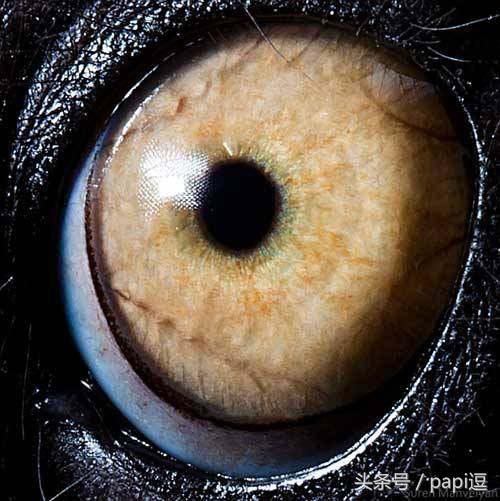 高清镜头下的眼睛看起真美，看眼睛猜动物你能猜对几个