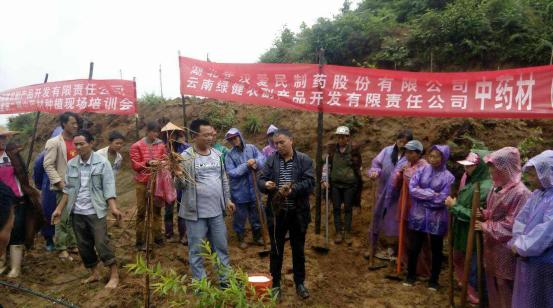 关于加快中药材产业化发展意见,中药材种植前景分析