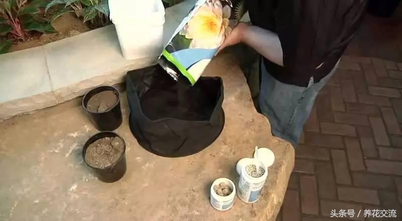 盆栽睡莲种植方法全过程,大睡莲怎样种才会开花多
