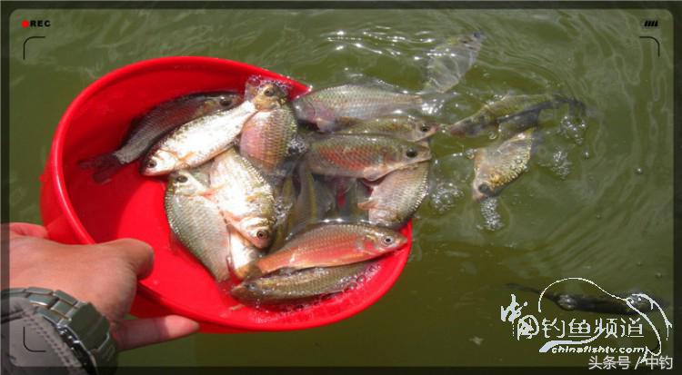 放流才有路亚的乐趣,放流能让资源更丰富