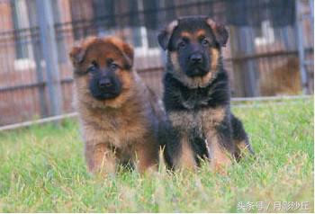 德牧幼犬饲养方法视频,弓背长毛德牧怎么饲养