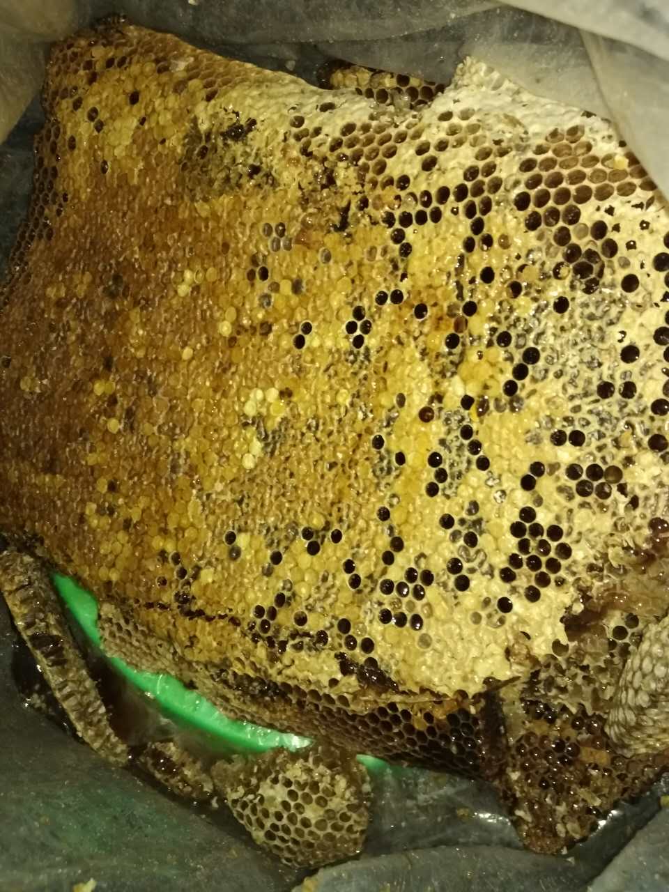 找蜜蜂窝的方法和技巧,找到蜜蜂窝的技术活