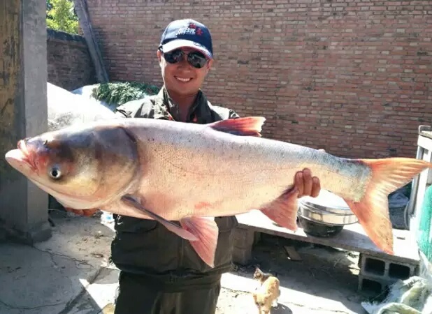 浮钓鲢鳙怎么钓最省钱,冬季海竿钓鲢鳙浮钓还是底钓好