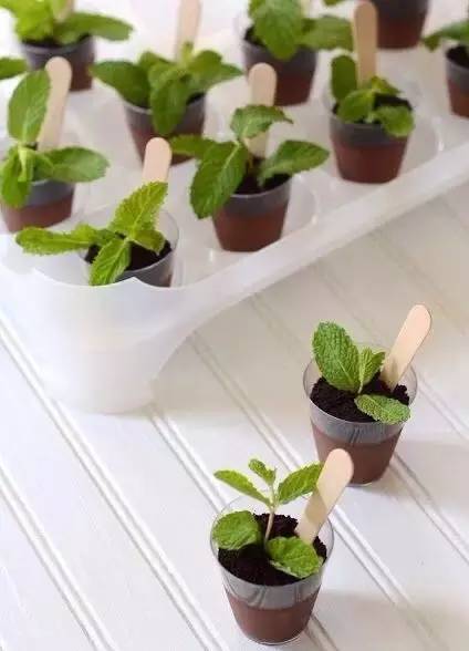 薄荷种盆,现在种绿色植物