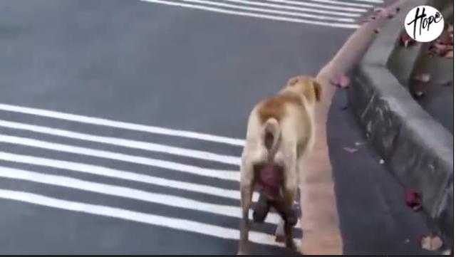 母狗眼里有泪,母狗生了一只有难产迹象