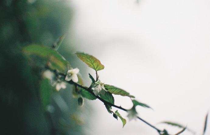 永川茶山竹海,茶山竹海重庆