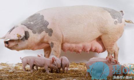 猪病治疗：母猪产后热的药品治疗方案