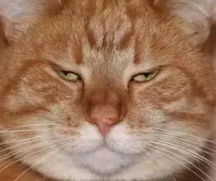 职场表情包朋友圈,职场表情包套装