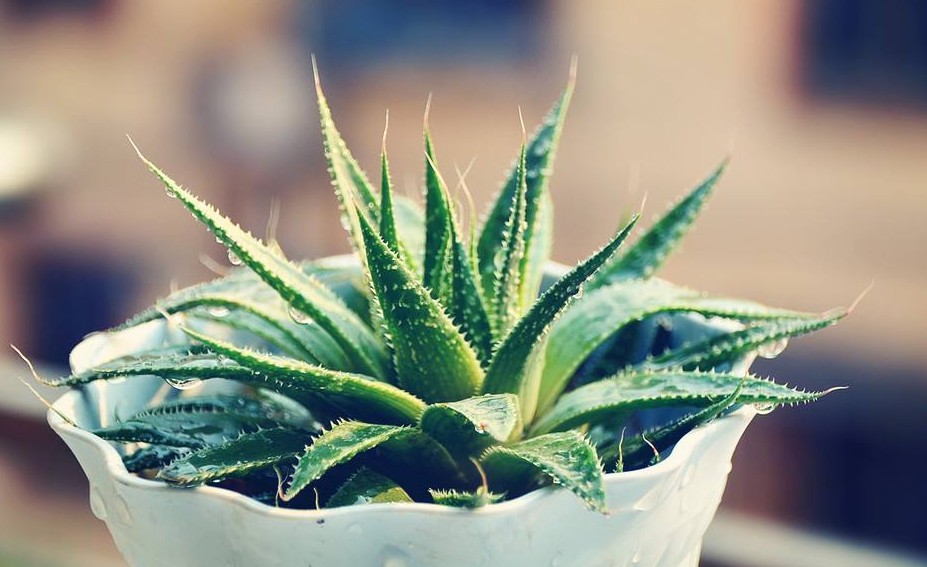 防辐射最好养的植物,防辐射最强的7种植物