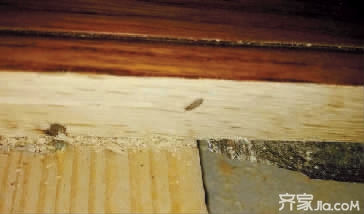 实木地板被虫蛀后的修复,实木地板被虫蛀怎么办