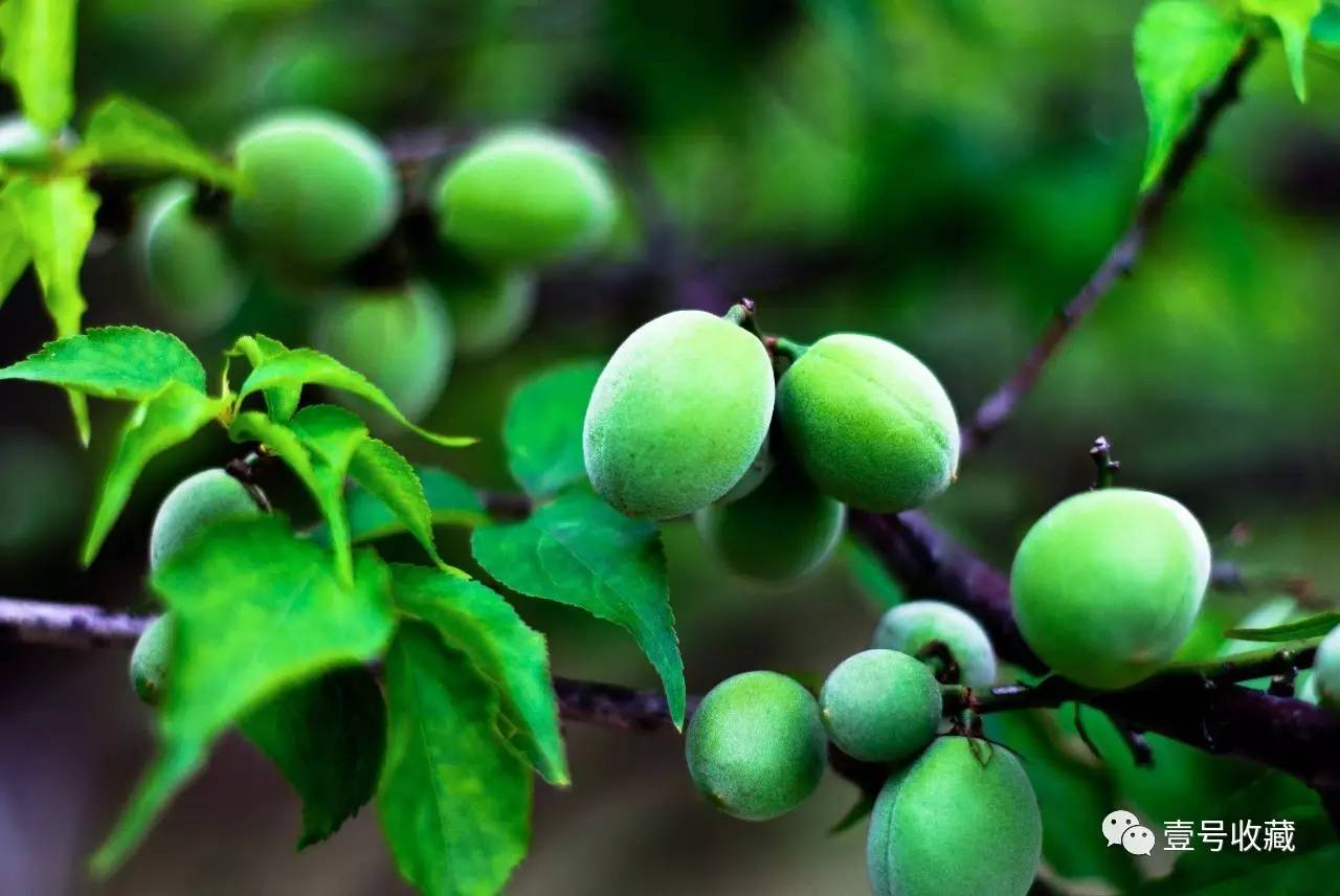 「健康」夏日凉果之王：一颗胜万药，排毒安神抗衰老！