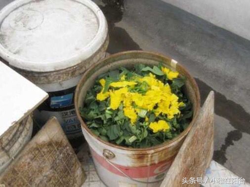 种花没有瓦片,营养土可以种花吗怎么配制