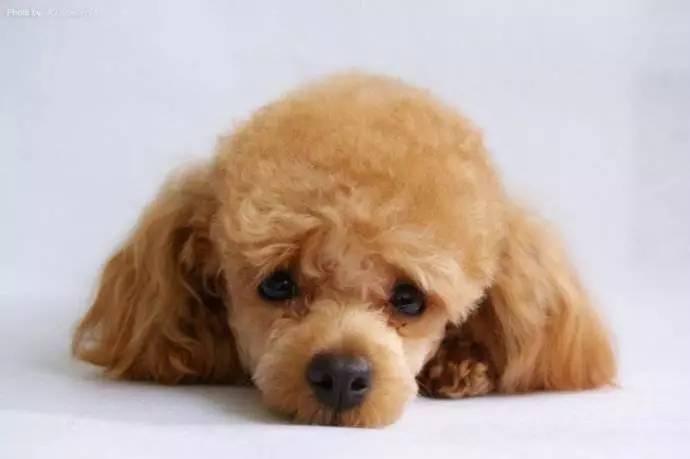 狗狗长骨刺如何护理,狗狗生小狗后怎么护理