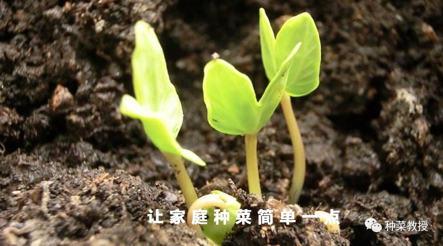 阳台种菜万能种子播种法新手扫盲,阳台种菜种子秋冬季