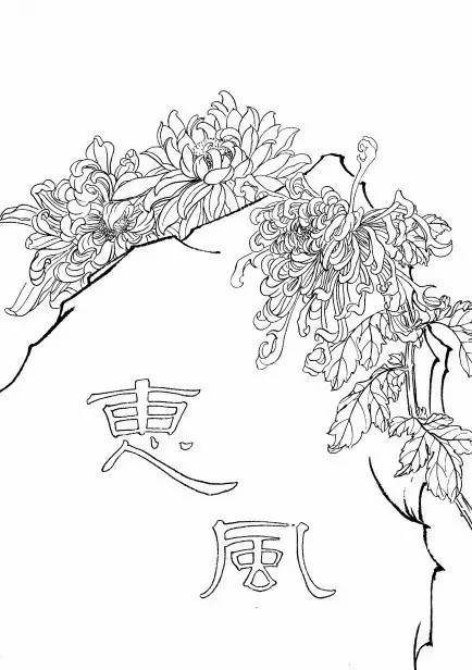 菊花白描工笔画图片大全,国画菊花鸟类白描教学视频