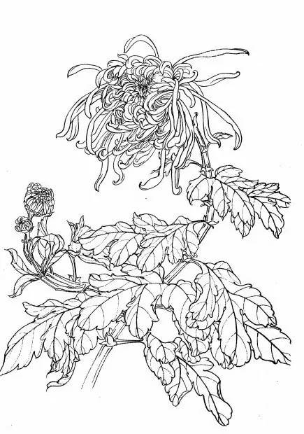 菊花白描工笔画图片大全,国画菊花鸟类白描教学视频
