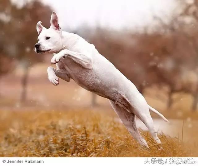 阿根廷杜高犬视频上传,阿根廷杜高犬品相最好