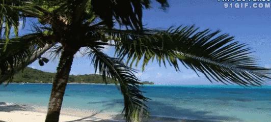 椰子汁水不是很甜,椰子汁椰子水椰树