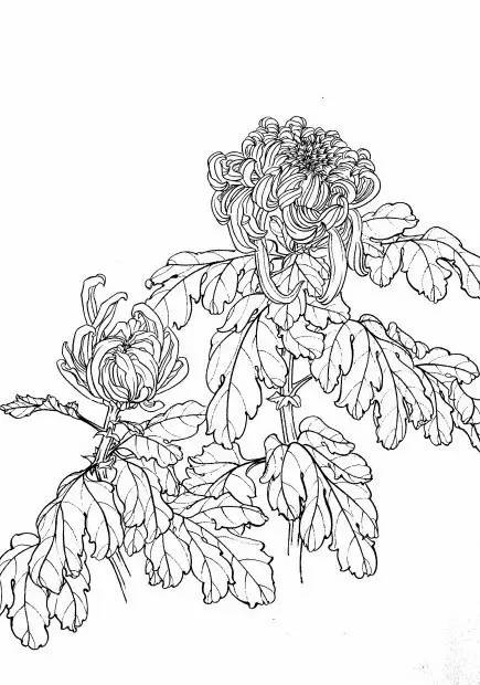 菊花白描工笔画图片大全,国画菊花鸟类白描教学视频