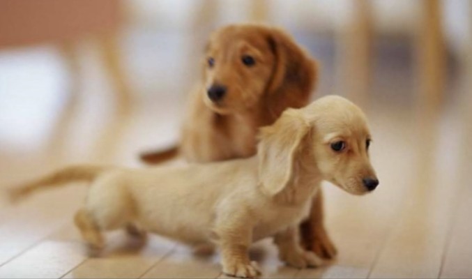 世界上最可爱的狗狗是什么品种,哪个品种的狗狗最可爱温顺