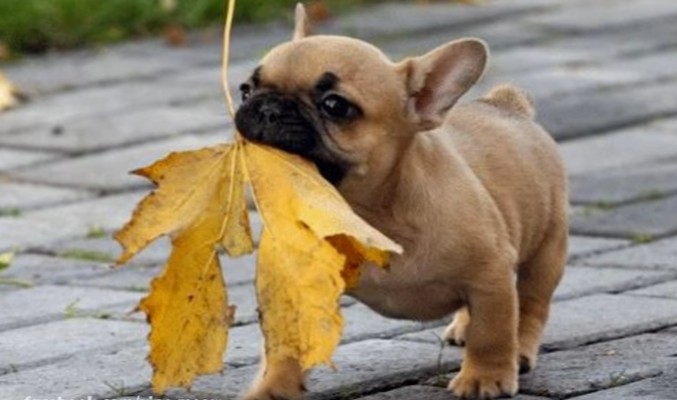 世界上最可爱的狗狗是什么品种,哪个品种的狗狗最可爱温顺