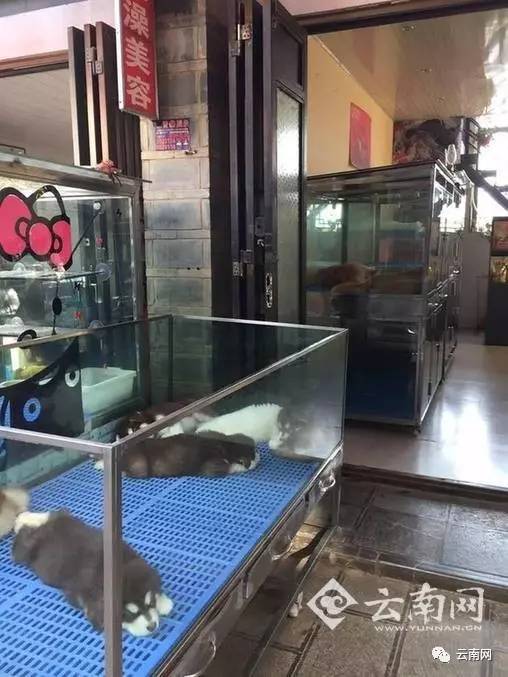 昆明买到星期狗怎么处理,一千多买的狗病了可以起诉吗