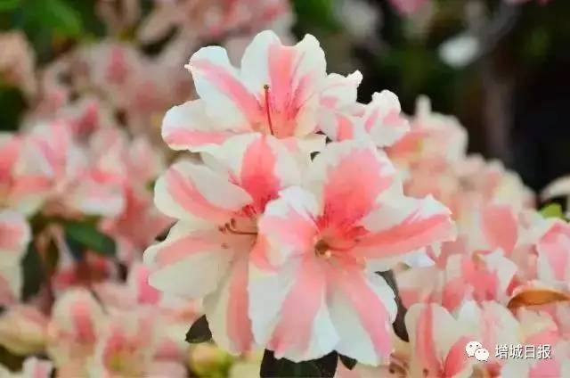 增城免费旅游景点攻略,增城必去十大免费景点小白云山