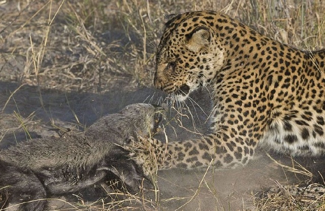江湖上的平头哥大战纹身豹，个头虽小，不落下风，厉害了我的哥！