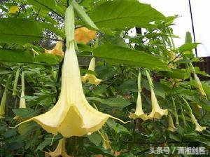 古代的蒙汗药是什么,古代真的有蒙汗药吗