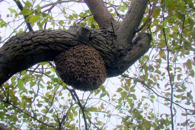 怎么把养蜂场做成产业链,不花钱建养蜂场的方法