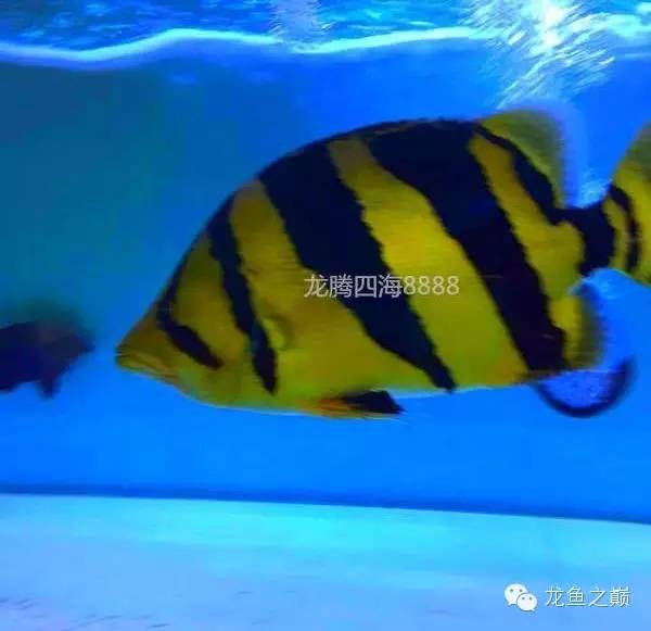 泰虎的霸气视频,泰虎真的不错吗