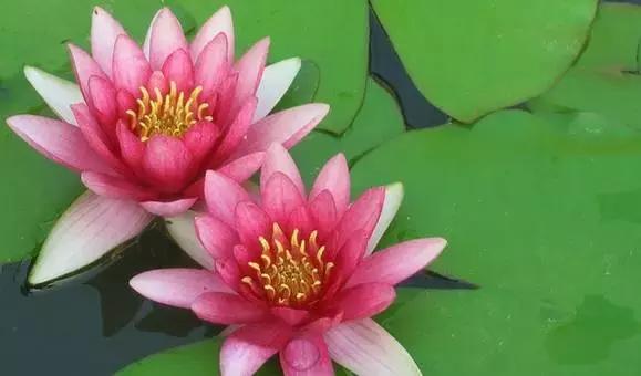 OMG！睡莲居然不是莲，今天才知道！